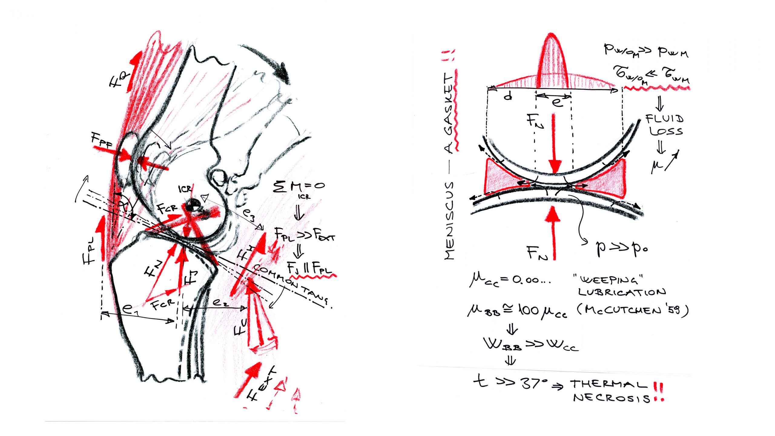 Diagramm Hundeknie Physiomechanik