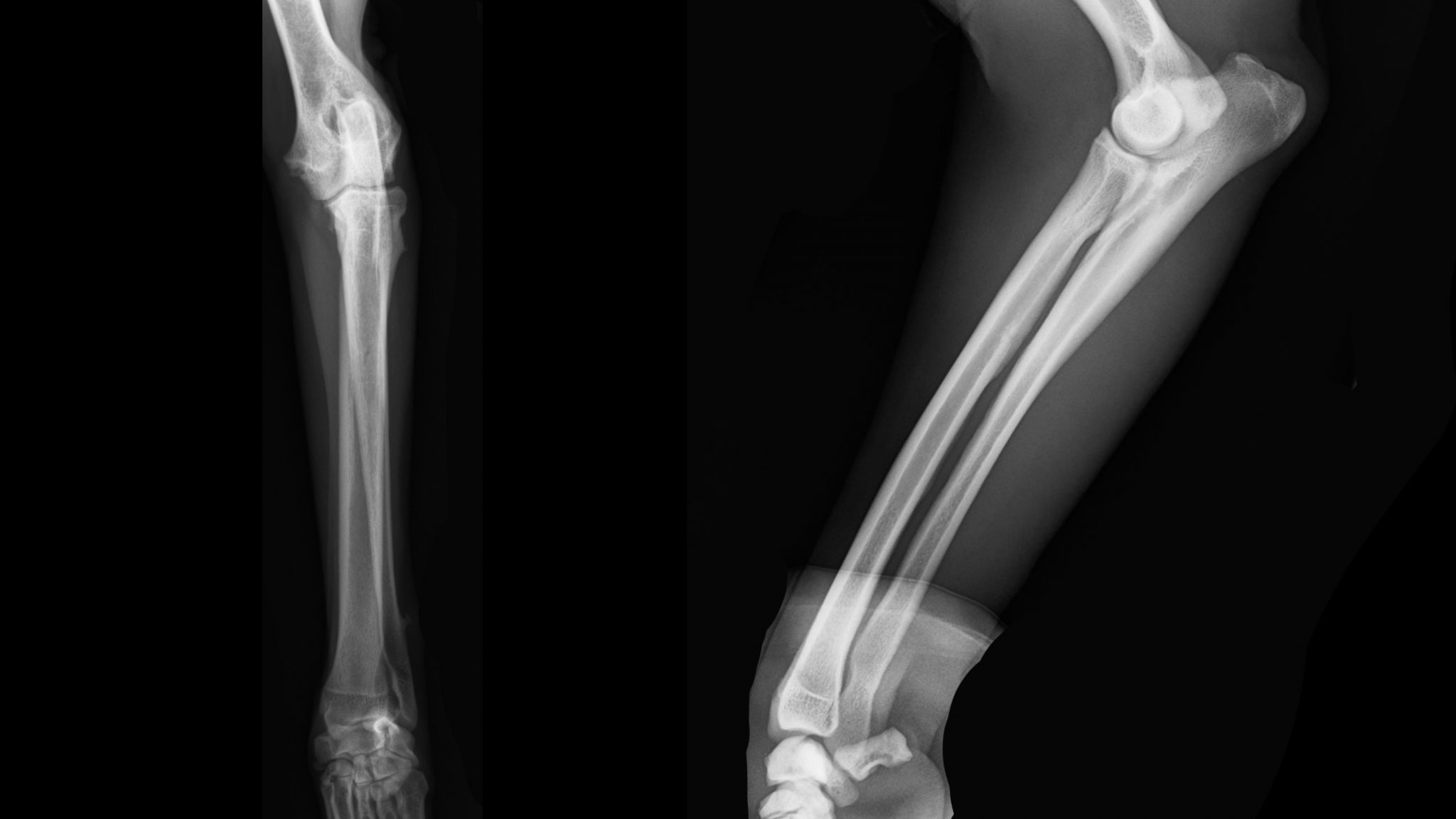 Elbow Dysplasia in Dogs KYON