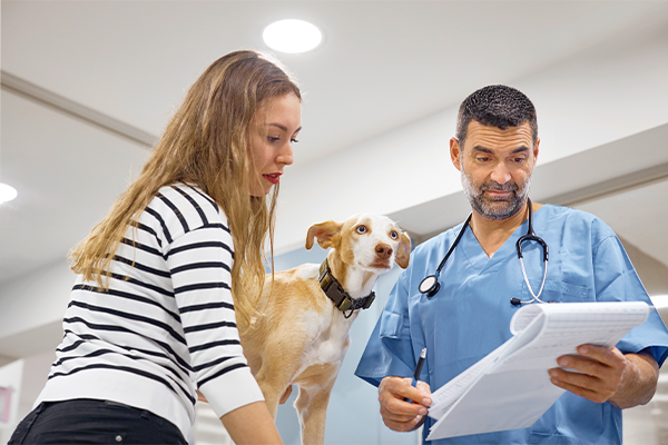 11 things to consider before bringing your pet to surgery