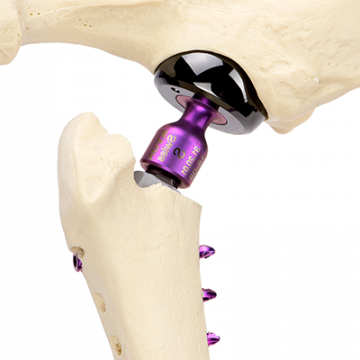 Veterinary partial hip replacement implant on a canine skeleton