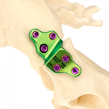 Veterinary double pelvic osteotomy implant on a canine skeleton