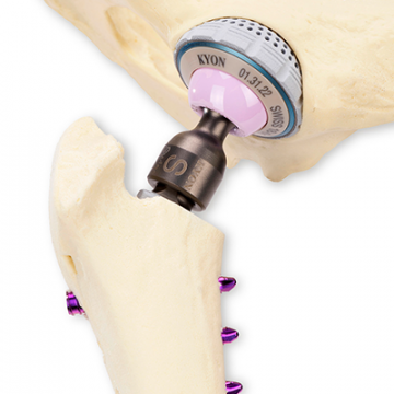 Veterinary total hip replacement implant on a canine skeleton