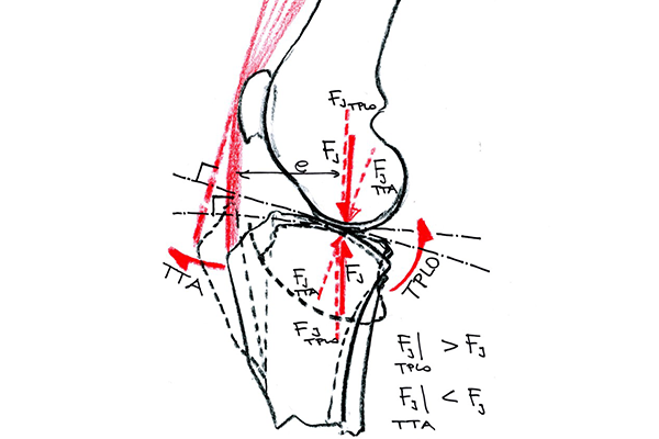 12° or 20°? – Why TTA requires less rotation than TPLO