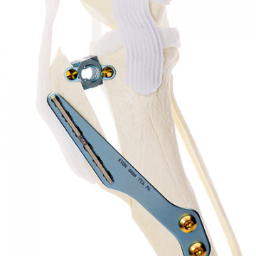 Veterinary tibial tuberosity advancement (TTA) implant on a canine skeleton