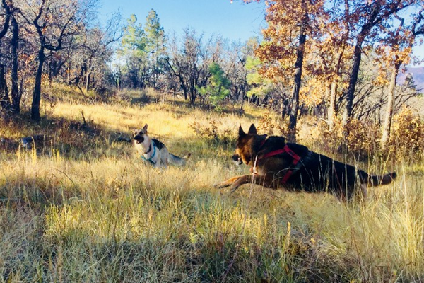 Canine THR -palautustarina:<br>Padmé’s Journey to Health