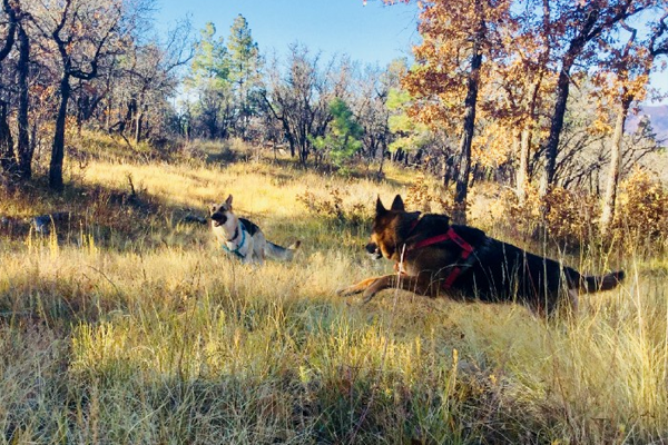 Storia di recupero del cane THR:<br> Il viaggio di Padmé verso la salute