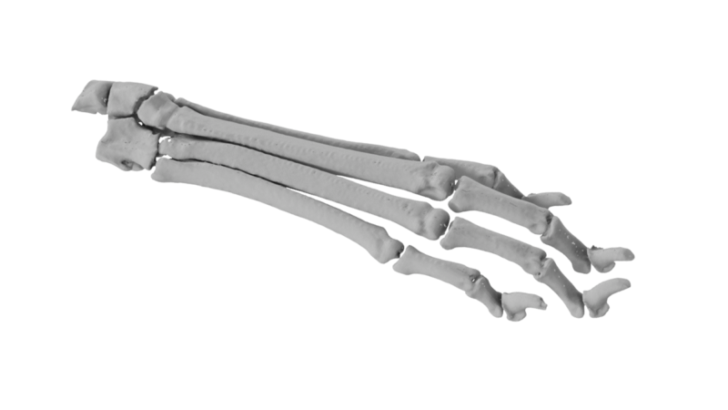 digital rendering of a dogs foot laying horizontally