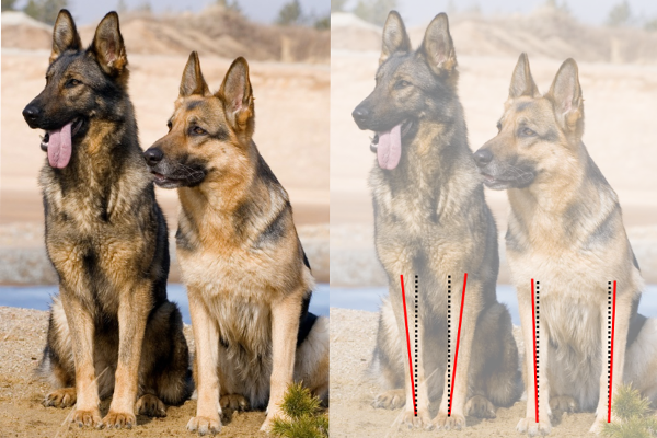 肘異形成の犬におけるPAULの合理的および臨床的パフォーマンス