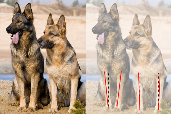 Desempenho racional e clínico de PAUL em cães com displasia de cotovelo