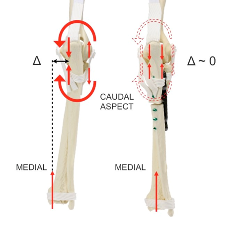 Effect of PAUL on limb alignment angles in dogs